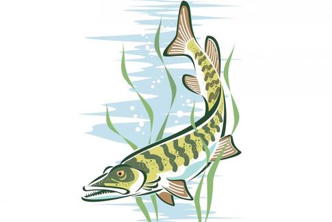 Vestbirk Vandkraftværk – Er der gået fisk i det?