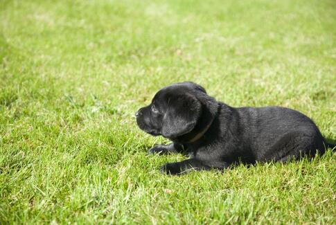 Brædstrup har fået en ny dyrebutik.