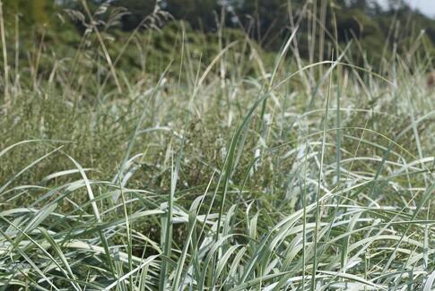 Travetur med Skovly Seniorgåklub