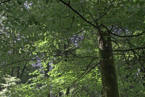 Skovbegravelsesplads indvies i Horsens