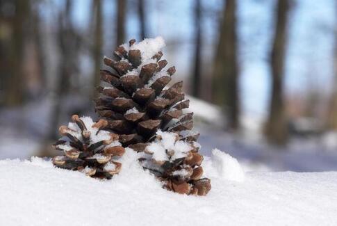 Gammel tradition genoptages i Gedved