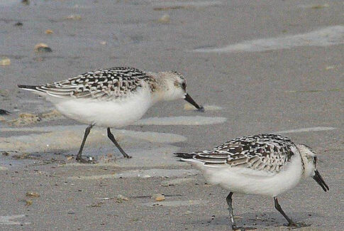 Oplev fugletrækket ved Rosenvold