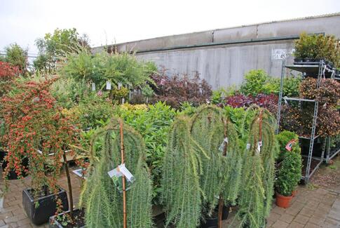 Travlhed i Midtjysk Blomstermarked