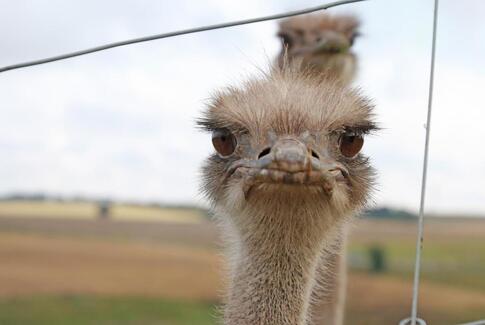 Velbesøgte åbne landbrug