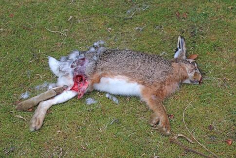 Skudt hare på skolens grund