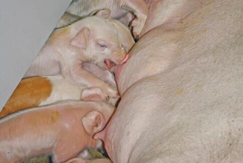 Branche skriger på arbejdskraft – men her er løsningen