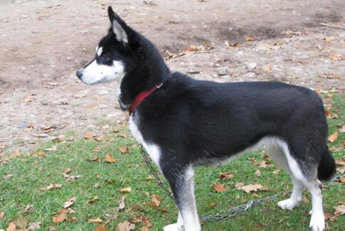 Efterlysning! Siberian Husky, lyder navnet Jill