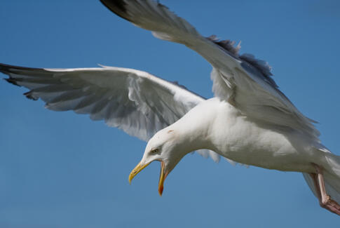 Flere borgere klager over måger
