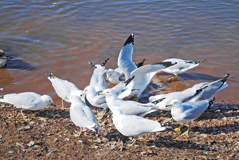 Nu kan du sætte ind over for mågeskrig