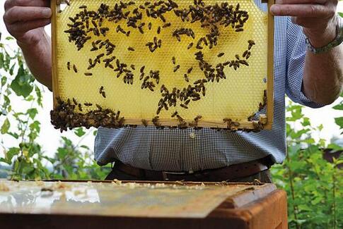 Bier - nødvendige og lærenemme