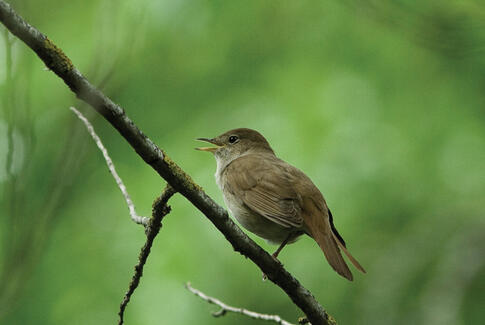 Aftengudstjeneste med nattergaletur til Vestbirk Kraftværk