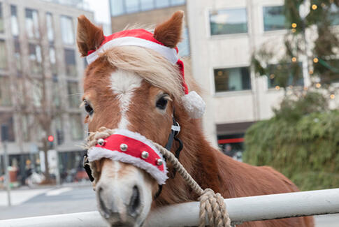 Ponyer på plejecenter