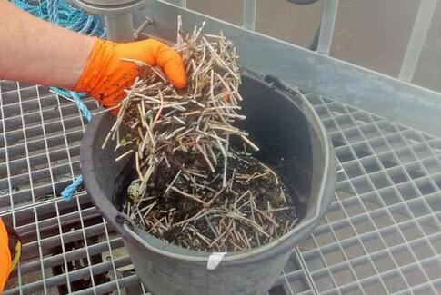 Hellere 10 gebisser i afløbet end en enkelt vatpind