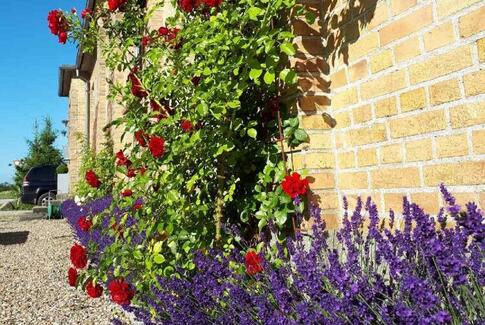 Fest og gratis mad i Vestbirk