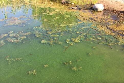 Badeforbud: Alger i Ring Sø