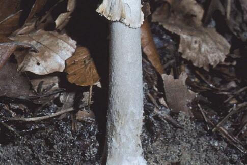 Den årlige svampetur