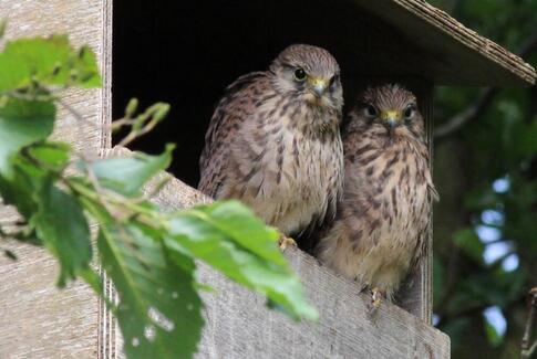 Flyvende rottefængere flytter til Horsens