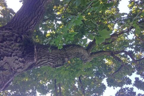 Skrig det til træerne