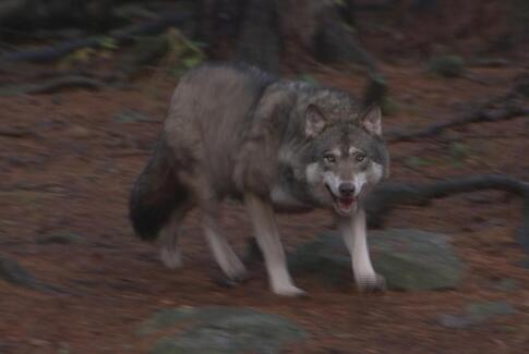 For eller imod ulven i Jylland